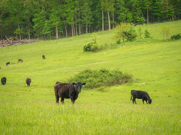 11205 Claxton Rd Road, Falcon, MO 65470