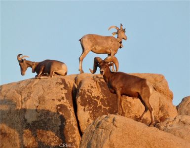0 Foothill Dr, Joshua Tree, CA, 92252