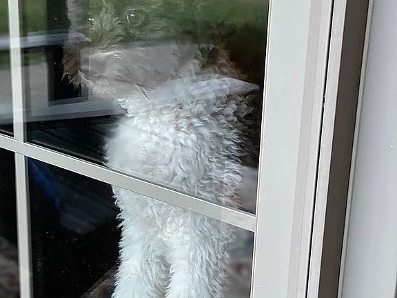 Window Dressing!