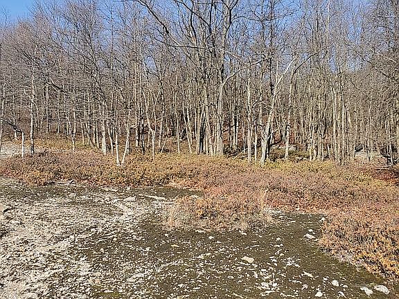 Wooded Natural Area