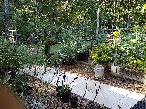 Butterfly/Vegie Garden