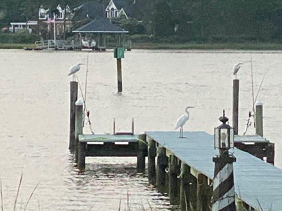 Pier with herons