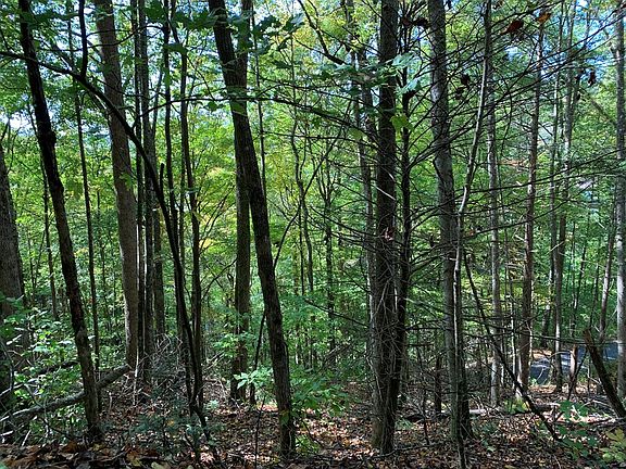 4th image of Rhododendron Dr