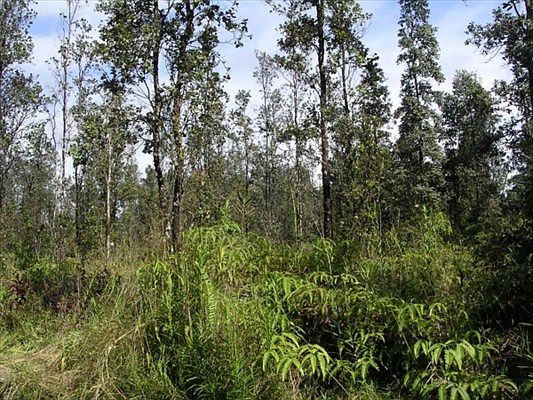 5th image of Road 9 Koloa Maoli Lot 5557