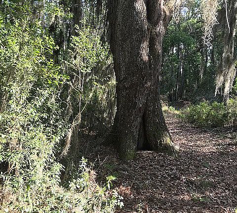 Raw Acreage for sale