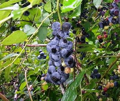Blueberry bush in backyard