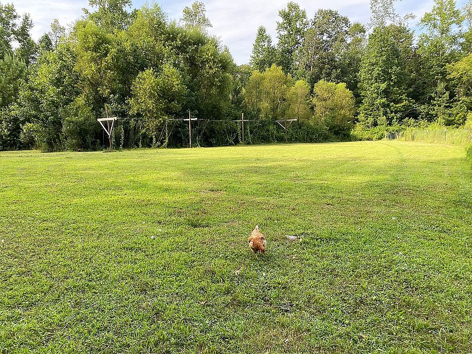 Chicken on Open Pasture