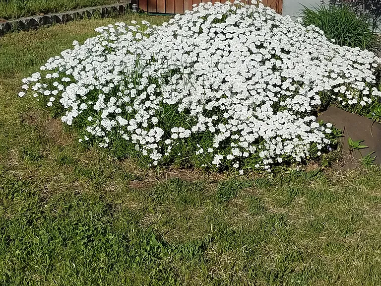 Candy tuft in front yard