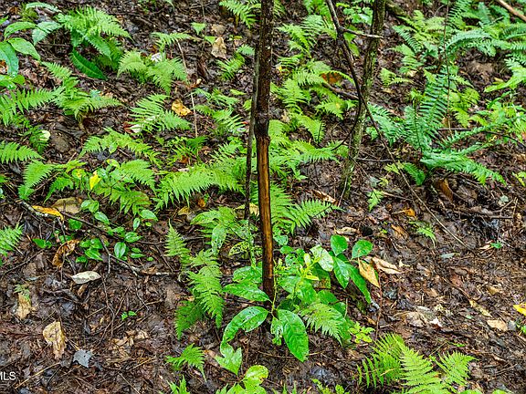 87th image of this home