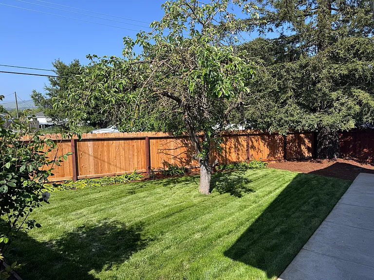 yard with apple tree, & redwood tree