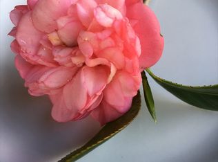 11-3907 Old Volcano Rd, Volcano, HI 96785