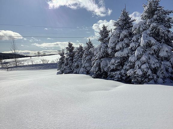 Lots of Colorado Blue Spruce