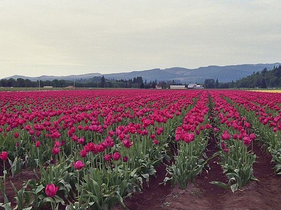 Tulip fields across street