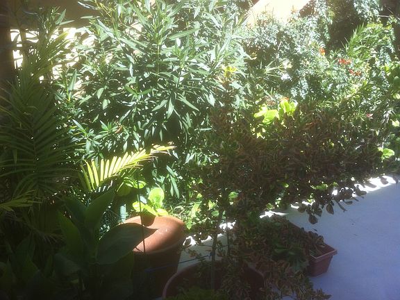 Greenery in patio