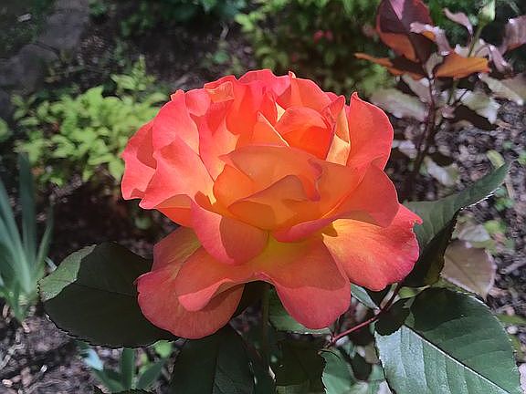 Beautiful come back yearly 