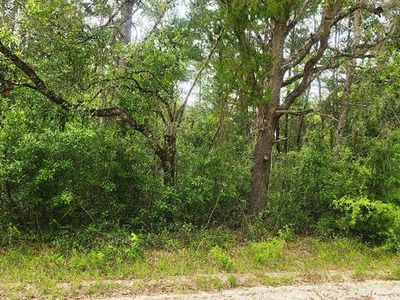  NE 280th Ave, Old Town, FL, 32680