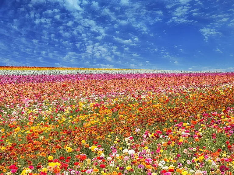 Near world famous Carlsbad Flower Fields
