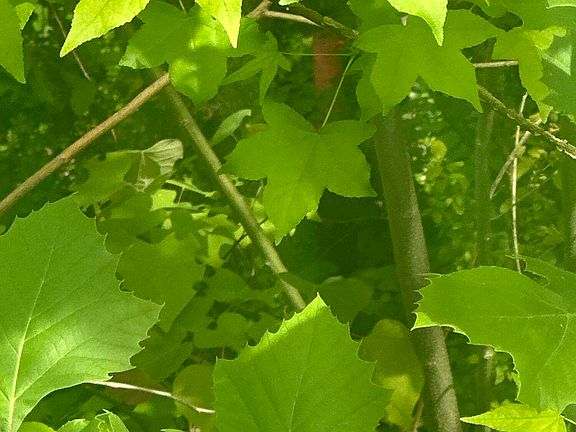 4th image of 519 Cherokee Orchard Rd
