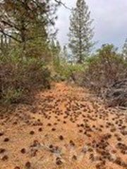 0 Fitzgerald Dr Lot 19, Forest Ranch, CA, 95942