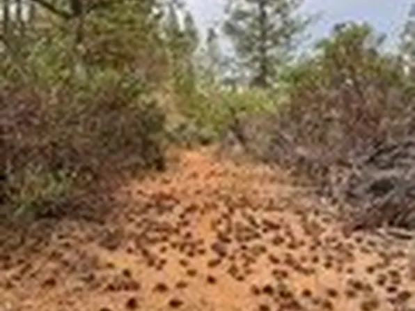 0 Fitzgerald Dr Lot 19, Forest Ranch, CA 95942