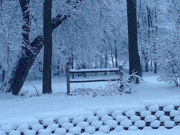 Beautiful wooded  back yard 