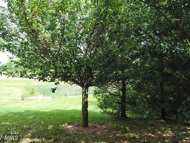 Shaded back yard & patio.
