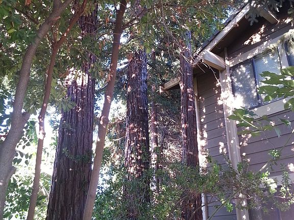 mature trees shade this home