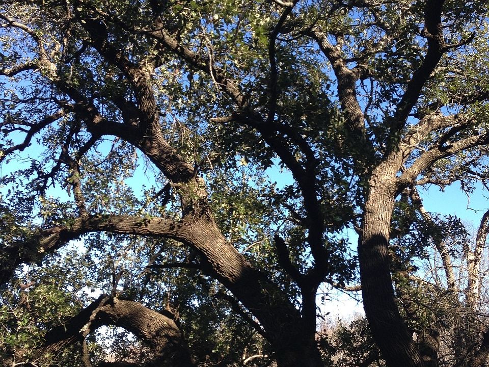1st image of LOT 694 Balcones Ln