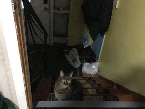 3rd image of 74 Thomas St