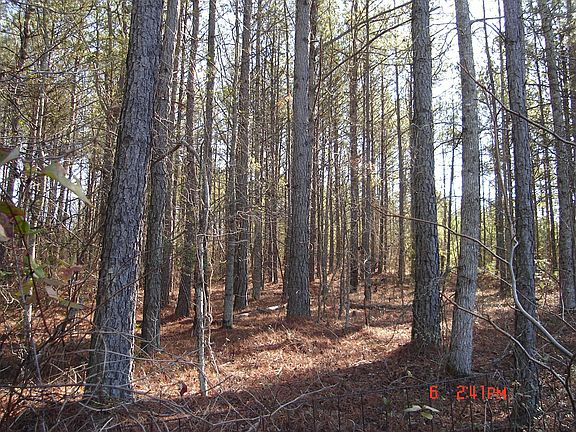 7.38 ACRES OF BEAUTIFUL HARDWOOD TREES ON THIS PRIVATE, SLOPING LOT!