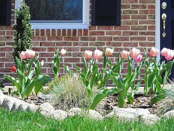 Front Garden