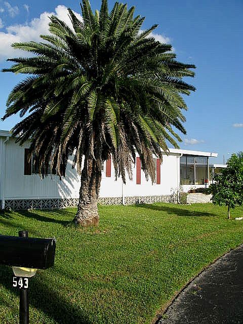 Sideyard with Canary Palm