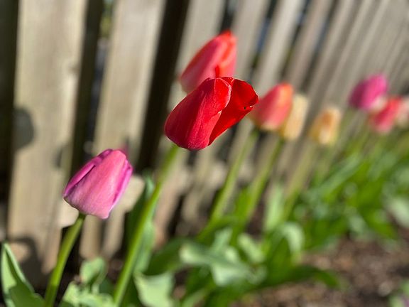 Backyard tulips