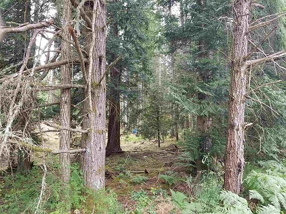 4th image of LOT 1 Burrill Rd