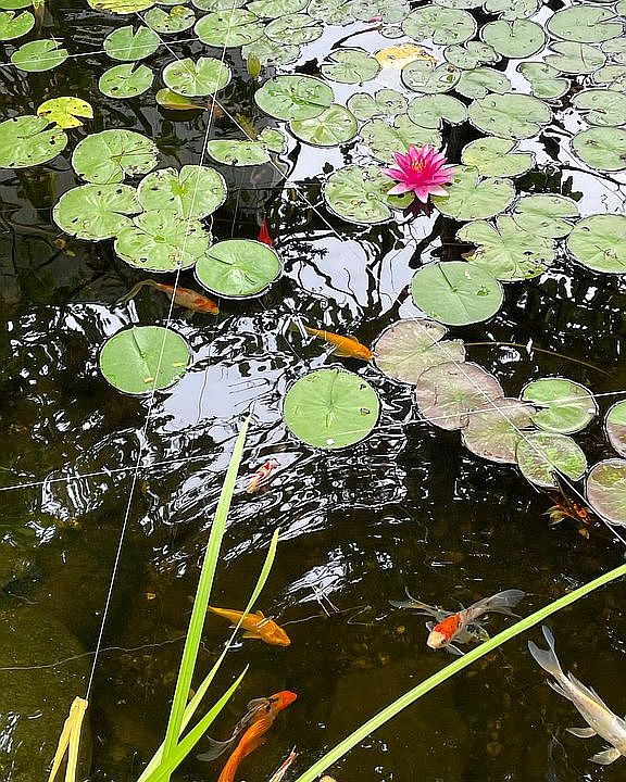 award winning pond