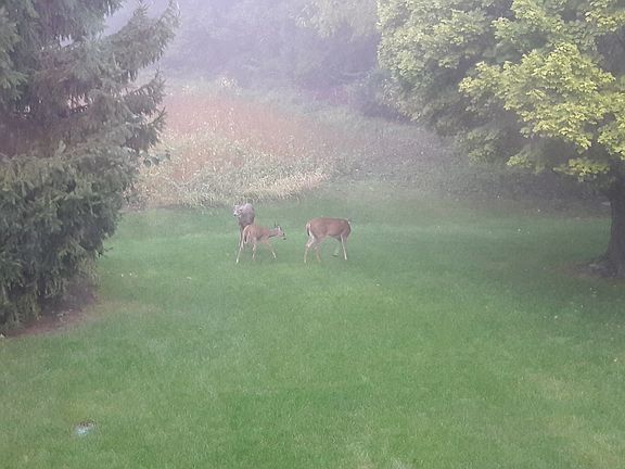 Deer in backyard
