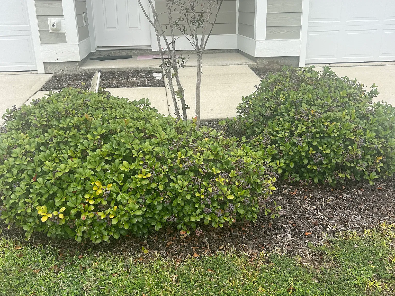 1624 Caleigh Ct — Photo 3