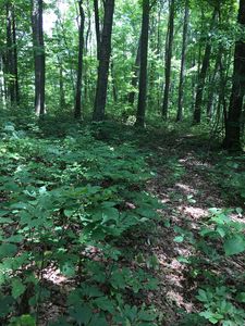 Na Parkstown Rd, Wilder, TN, 38589
