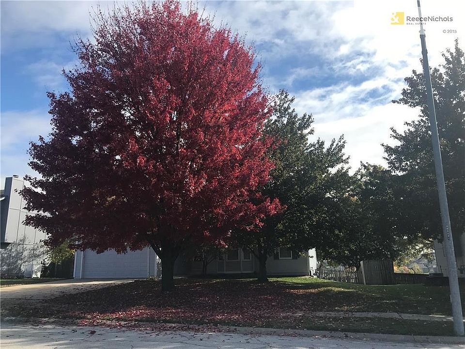 Gorgeous tree in front yard