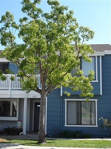 1st image of 2163 Calle Ola Verde