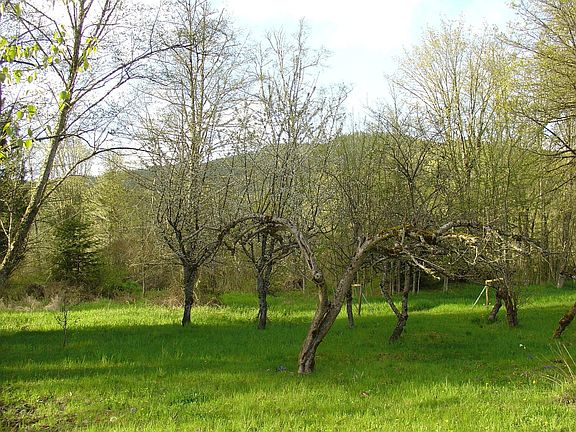 Apple Orchard