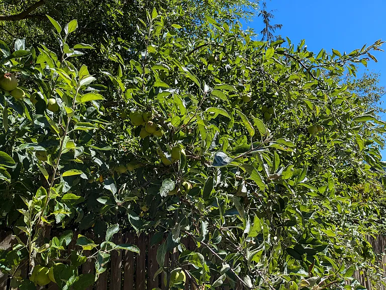 Apple Tree in the front