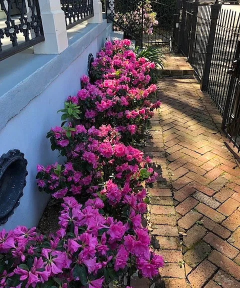 Azaleas blooming along the front walkway.