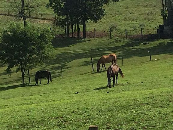Back pasture