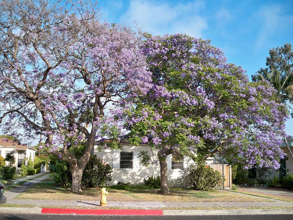 Jacaranda Blossoms every May