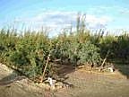 Lemoore, Clean pomegranate farm set-up! 4.14 acres planted