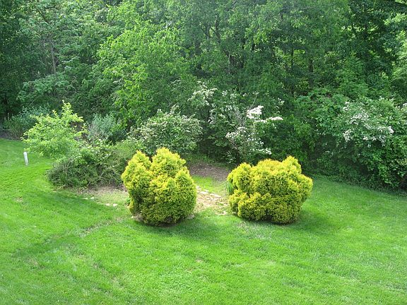 Back yard