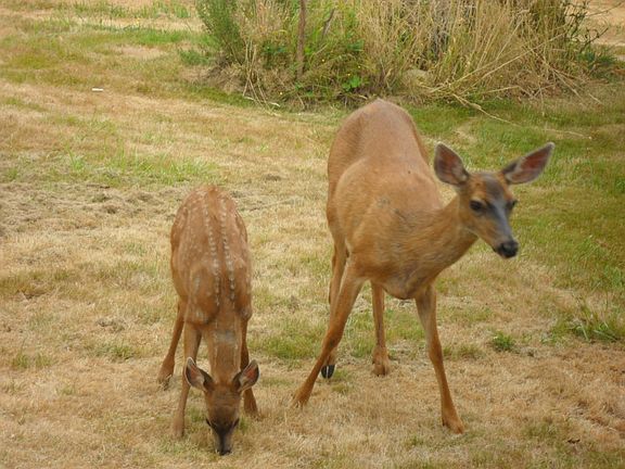 Deer in front yard