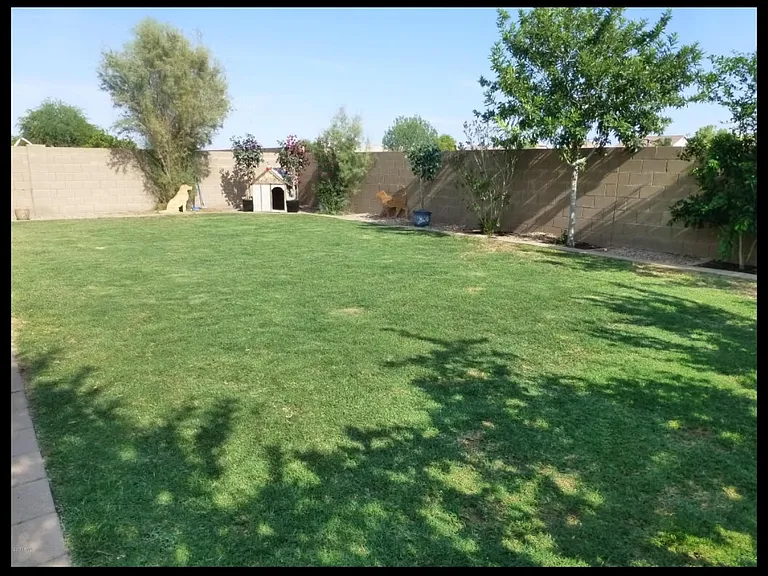 Back yard