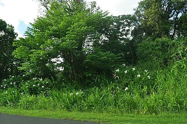 1st image of Malama St Lot 33